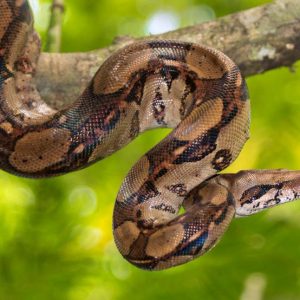 Lunch with the boa constrictor