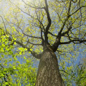 Talking with the tree